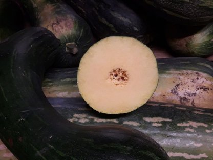 Bild 3:Kürbis - Langer von Neapel