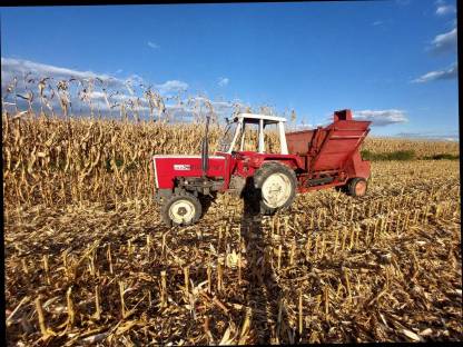 Bild 2:Maiskolben ernten