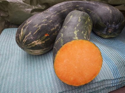 Bild 4:Kürbis - Langer von Neapel