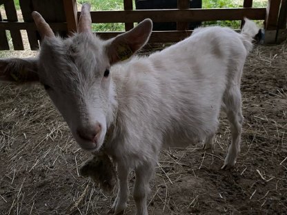 Bild 9:Junge Saanenziege - weiblich