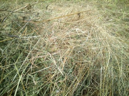 Gärheu Heulage Silage - Rundballen für Pferde