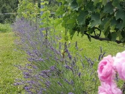 Bild 5:Lavendel-Säckchen Duftsäckchen Bio