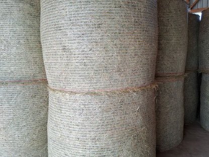 Bild 2:Verkaufe BIO-Heu Rundballen Dm. 140 - 2025