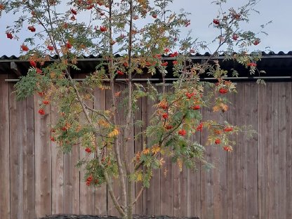 Bild 2:Vogelbeeren aus biologischer Produktion am Stamm abzugeben