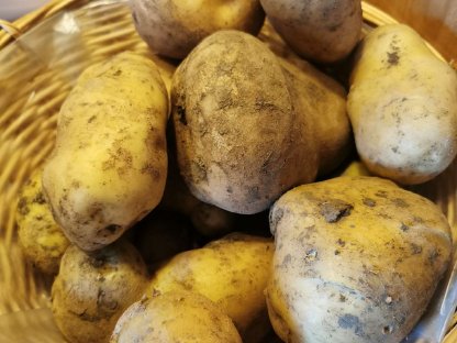 Kartoffeln Sorte Agria vorwiegend Festkochend