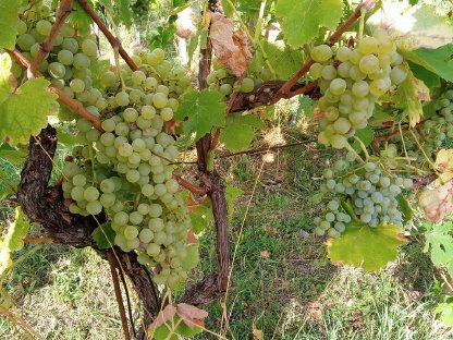 Weintrauben Bio