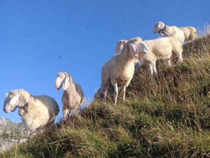 Tiroler Bergschafe
