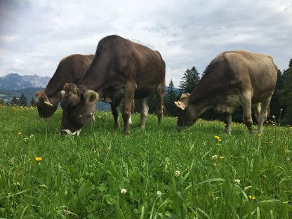 Verkaufe Kühe in Milch wegen Überzahl