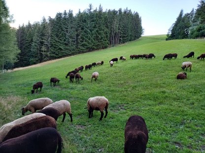 Biologische Jura Zuchtlämmer