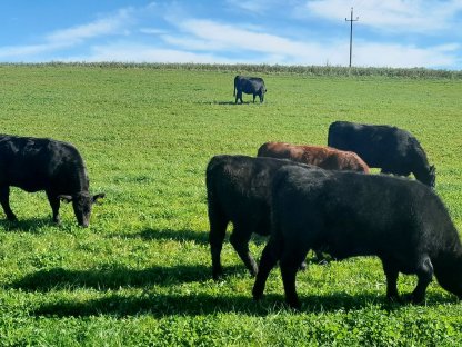 Aberdeen Angus Kalbinnen