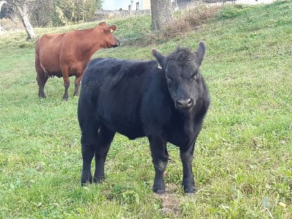 Verkaufe Angus Stier und Jungstier