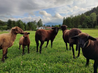 BIO Jura Lämmer weiblich und männlich, Abgabe 09/25