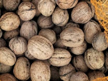 Bild 3:Walnüsse '24, Haselnüsse, Bohnen, Grütze, Mariendistel aus PL