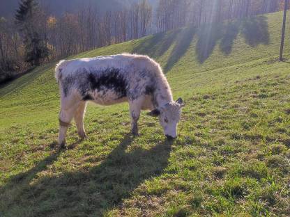 Pustertaler Sprinzen Kalbin