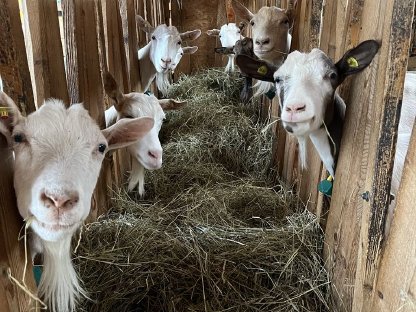 Hornlose BIO-Milchziegenherde sucht guten Platz