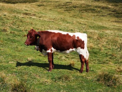 Verkaufe reinrassige Pinzgauer Kalbinnen