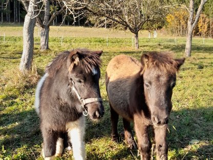 Shetlandpony Hengstfohlen