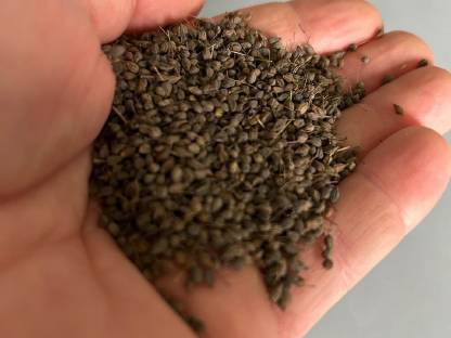 Bild 2:Marchfelder Anis