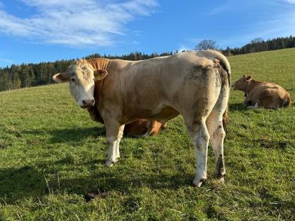 Blonde Aquitaine Stier Ulric Pp