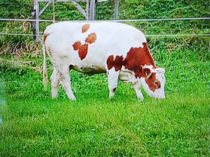 Verkaufe trächtige FV Kalbin