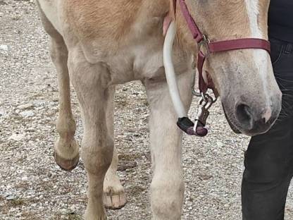 Haflinger Stutfohlen