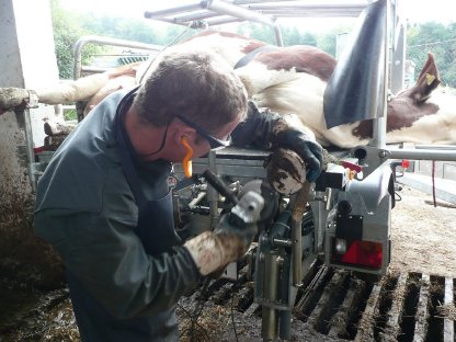 Klauenpflege für Rinder