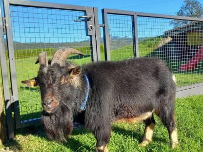 Minizwergziege Zwergziege Bock Henry