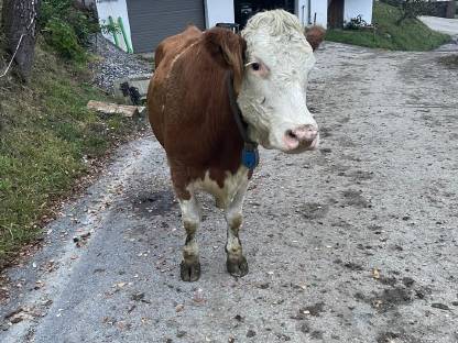 Fleckvieh Jungkuh für Mutterkuhhaltung mit Kalb