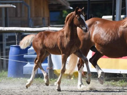 Welsh Cob Hengstfohlen