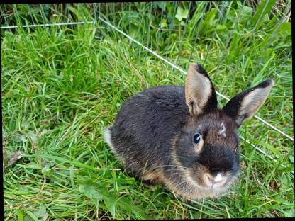 Zwergkaninchen männlich