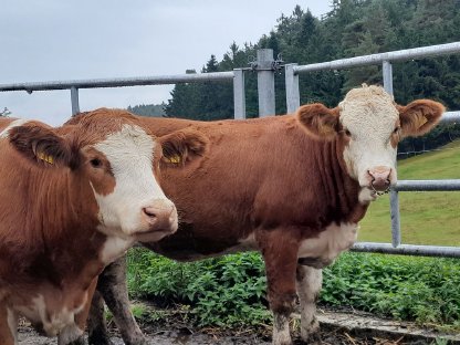 Belegfähige Bio-Kalbinnen