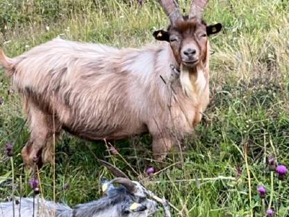 Verkaufe Passeirer Ziegenbock