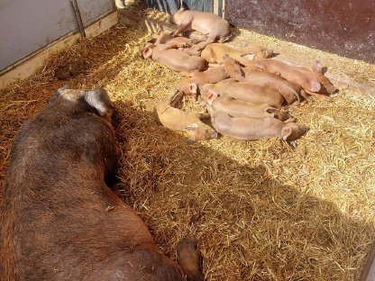 Duroc