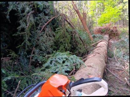 Bild 2:Holzschlägerung und Bringung