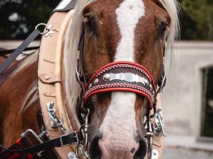 Bild 8:Diverse Kutschenfahrten