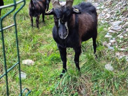 Aosta Bock