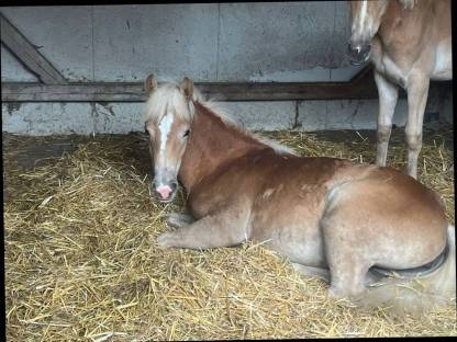 Haflinger Stutfohlen geb. März 2024