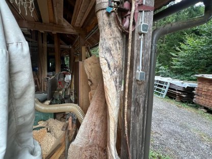 Bild 4:Getrennter Birnbaumstamm