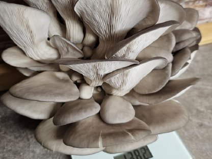 Bild 4:Frische Austernseitlinge aus eigener Zucht