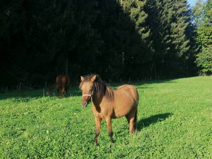 Welsh Pony Stute