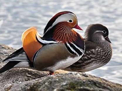 Marans, Gänse, Mandarinenten