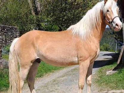 Haflinger Hengst