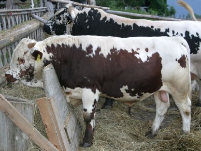 Pustertaler Sprinzen Stier