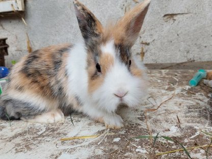 Zwergkaninchen zu verkaufen