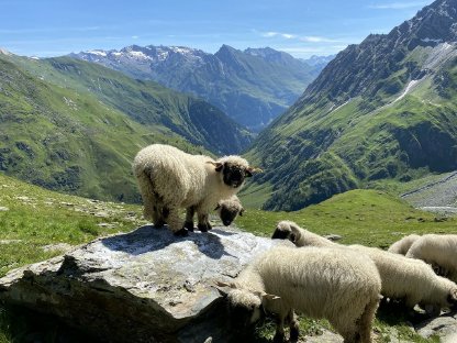 Walliser Schwarznasenlämmer weiblich und männlich