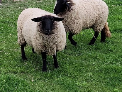 Suffolk Schafe (w) zu verkaufen