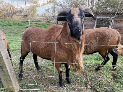 Kamerun Bock