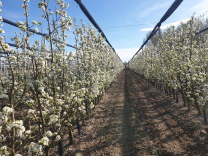 Obstbaubetrieb in der Po-Ebene zu verkaufen