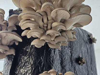 Bild 2:Frische Austernseitlinge aus eigener Zucht