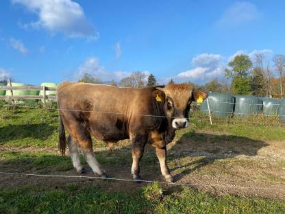 Verkaufe MB-Stier